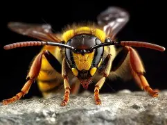 黄蜂力克立陶宛男篮,福克斯制霸全场 黄蜂力克立陶宛男篮,福克斯制霸全场