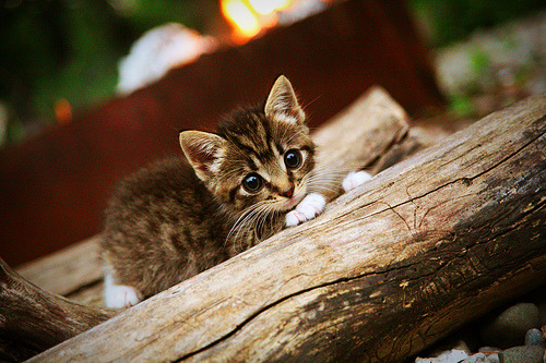 新王与旧杖，阿尔卡拉斯的光芒下，拉沃尔杯如何轻取百年戴维斯杯？