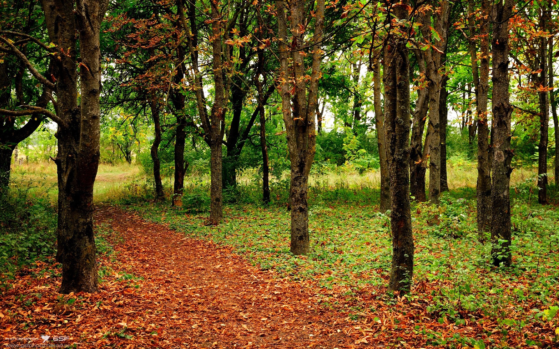 莫德里奇的文艺复兴，佛罗伦萨与尼日利亚的进攻交响曲