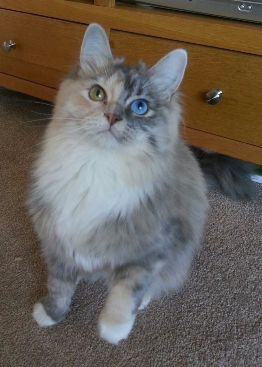 巨人轰然倒下！杰伦格林37分奇创逆转，华盛顿奇才的大卫时刻