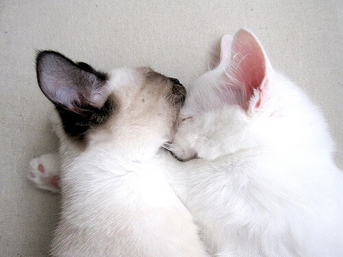 开云体育平台APP-奥利维耶，当钢铁防线遭遇潘帕斯雄鹰，硬仗之王加冕之夜