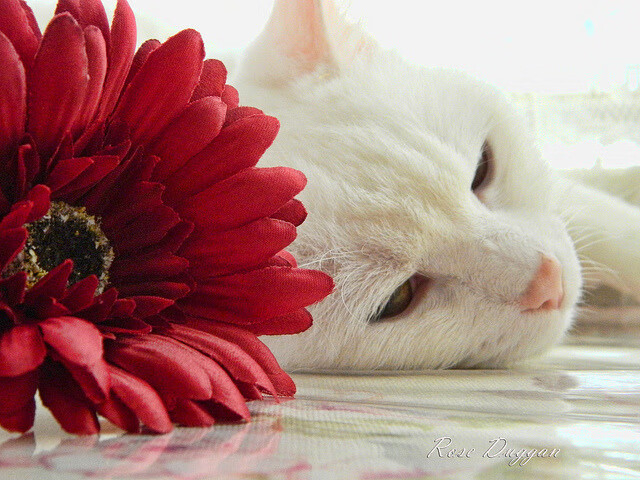 后置引擎点火!法比尼奥2传1射,导演新西兰绝境逆转