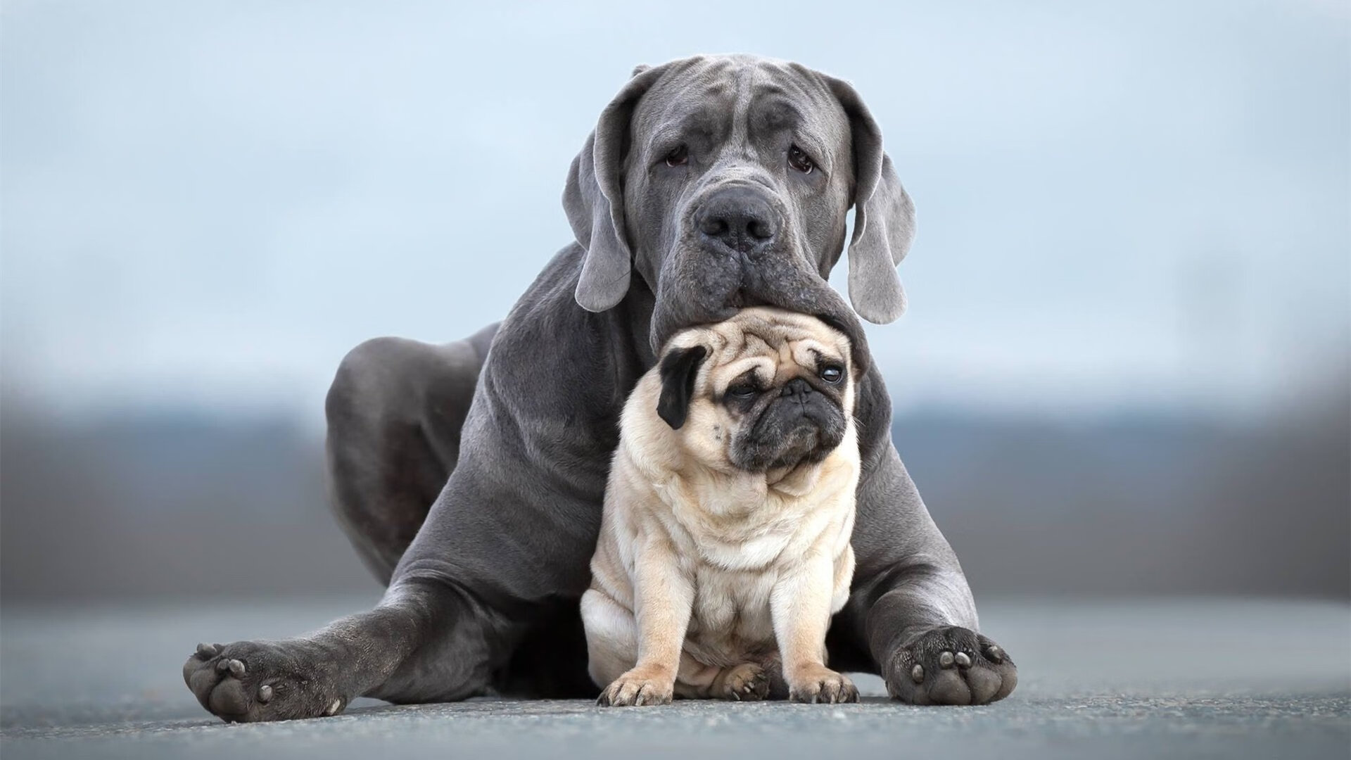 开云体育中国-东决之夜，卡拉斯科一剑封喉，奠定胜局