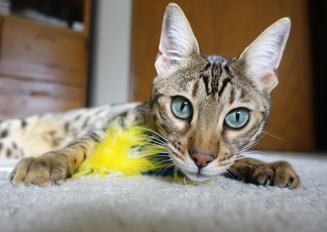 京厦争锋定江山,文班接管震欧陆—篮球世界的权力交接