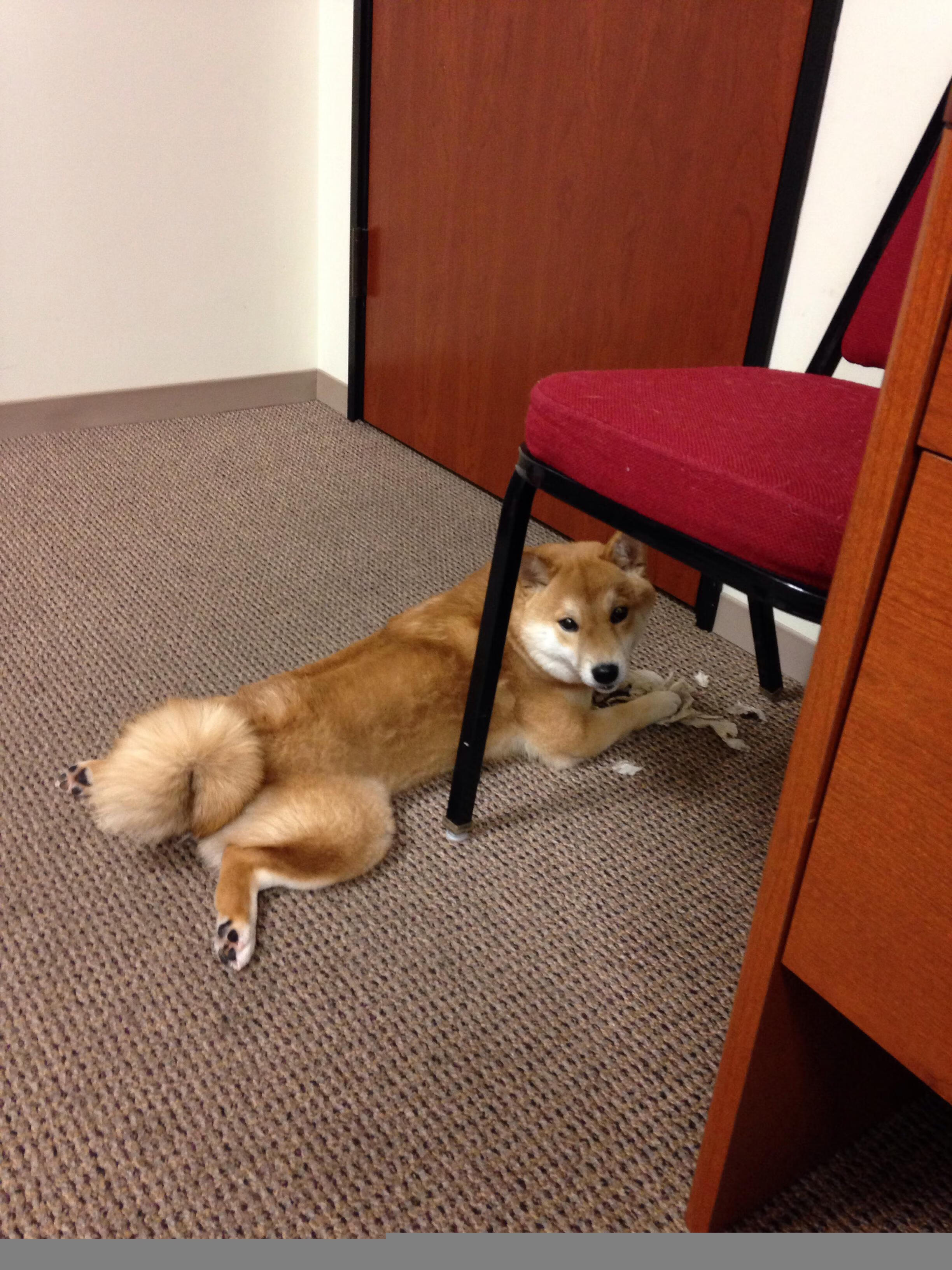 非陆雄狮怒吼罗马城！金玟哉双响导演奇迹逆转，拉齐奥主场沦陷记