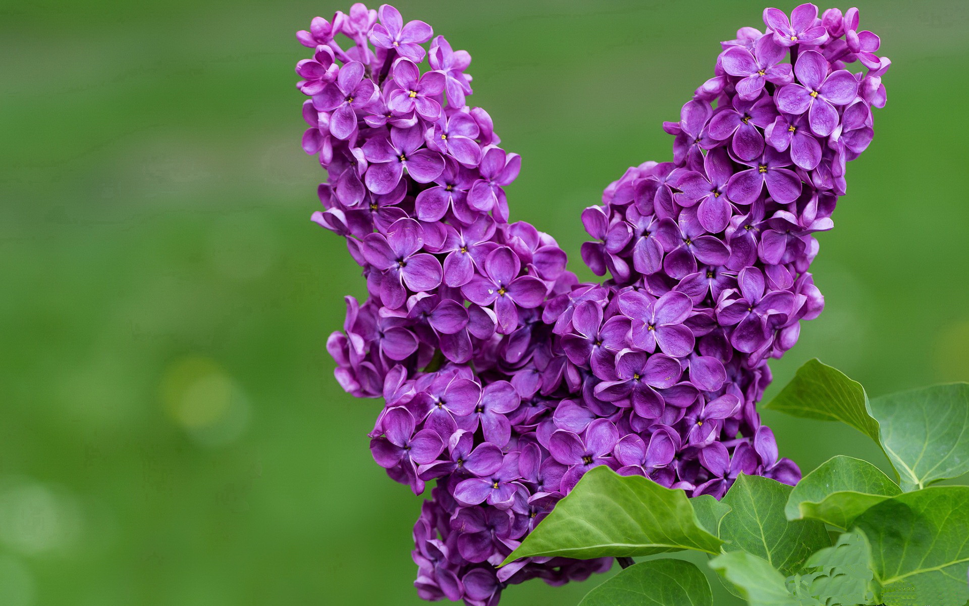 丛林围猎与巨鲸破网，贝蒂斯的战术牢笼如何逼出克瓦拉茨赫利亚的极限光芒