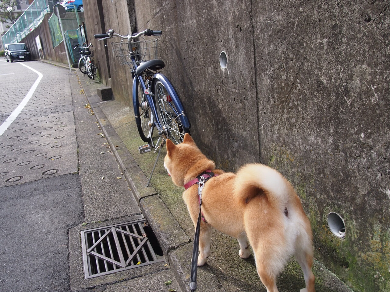 2026世界杯焦点战，独行侠跨界击败快船，篮球精神闪耀足球盛宴