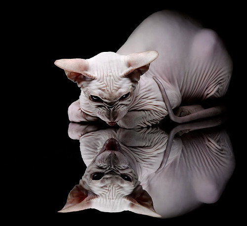 跨界风暴，黄蜂强行终结辽宁队不败神话，浓眉英超戴帽接管争冠大战