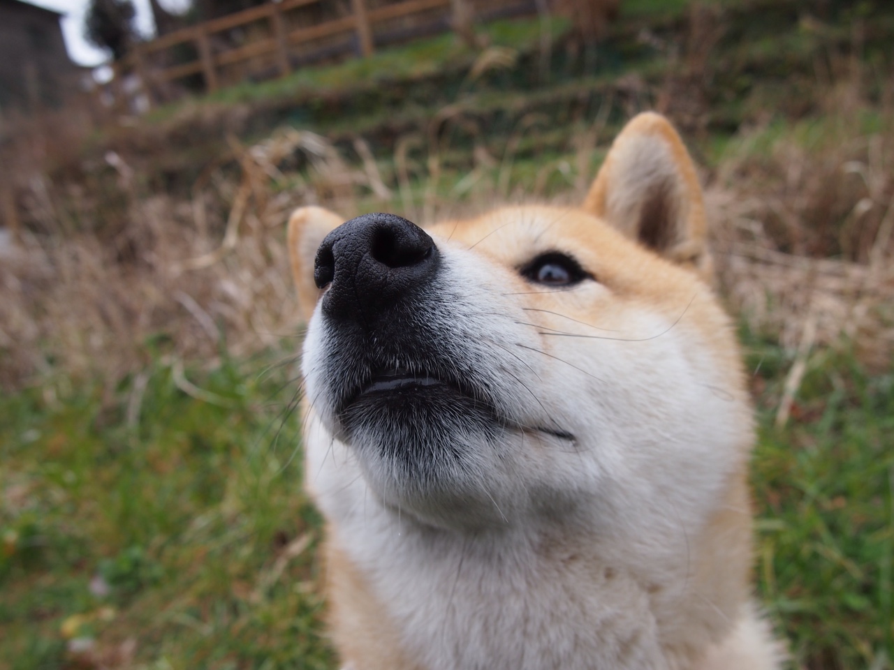 德罗赞，当斗牛士的剑尖刺入鹰的心脏，纽约奏响红色狂想曲