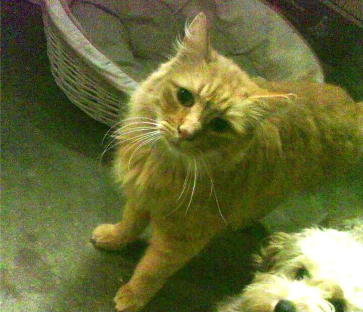 开云体育APP下载-铁卫的逆袭，布雷默如何成为尤文复仇米兰的秘密武器？