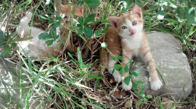跨越时空的对话，英格拉姆的绝杀与热火的逆袭，皆在那一念之间