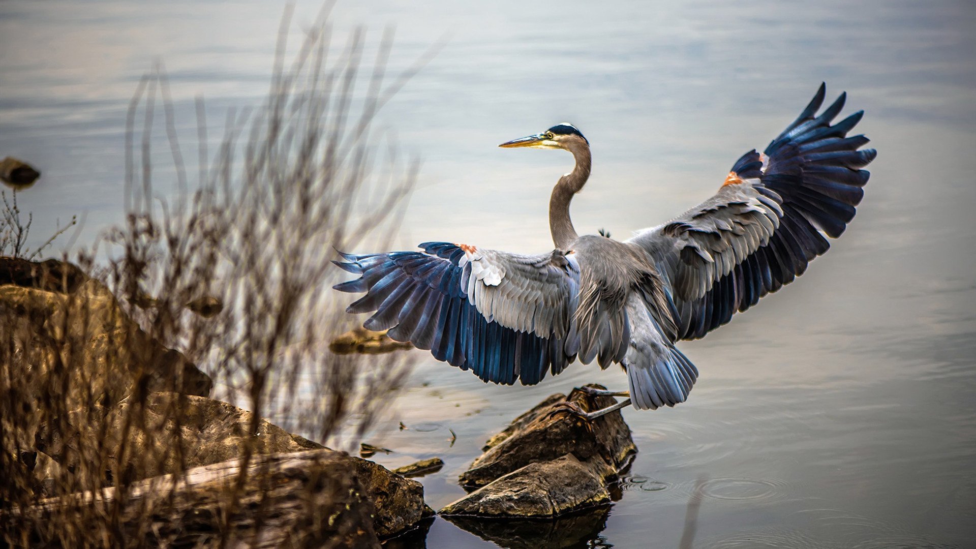 开云sport-酋长球场的南美闪电，无名小卒布雷默一球成名